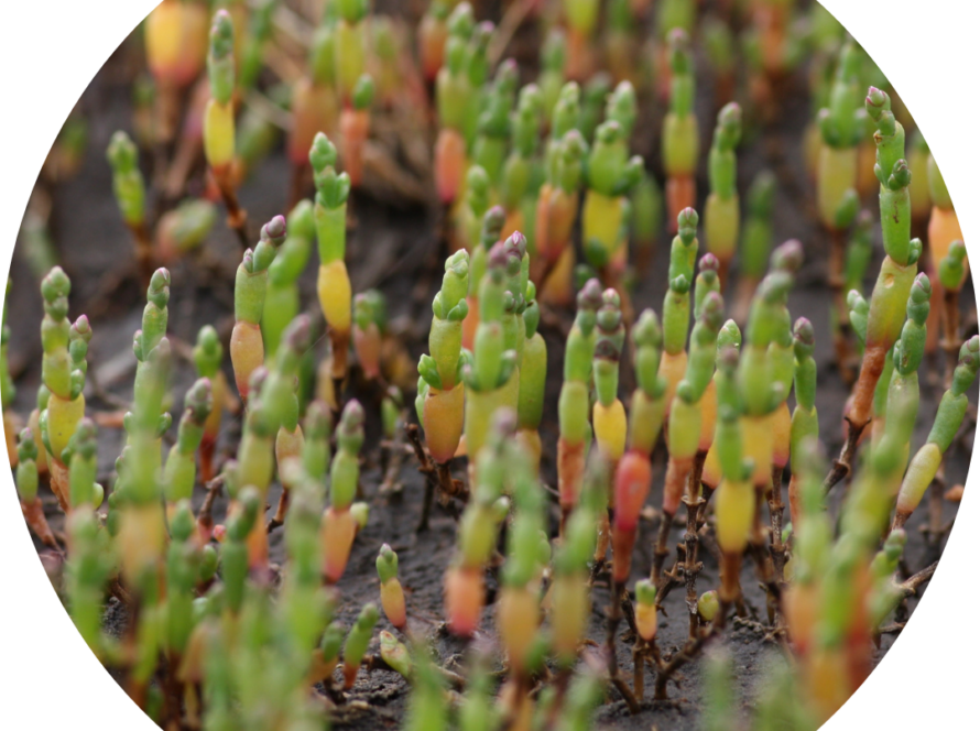 Pinasse de la Baie Somme Croisière Personnalisé Yoga Mariage Séminaire Sortie Scolaire Phoque Navigation Electrique Silencieuse Ecologique Cadre Naturel Nature Respect de L’environnement Paysage Escapade Unique Oiseau Migrateurs Salicorne