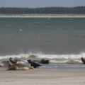 Pourquoi la Baie de Somme est classée parmi les plus belles baies du monde